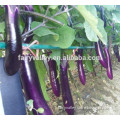 Hybrid F1 Long Purple Red Eggplant Seeds For Growing